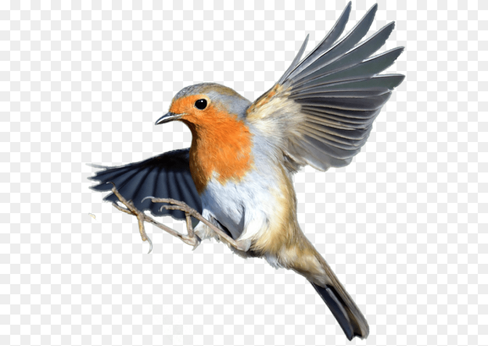 Robin Bird European Robin, Animal Free Transparent Png