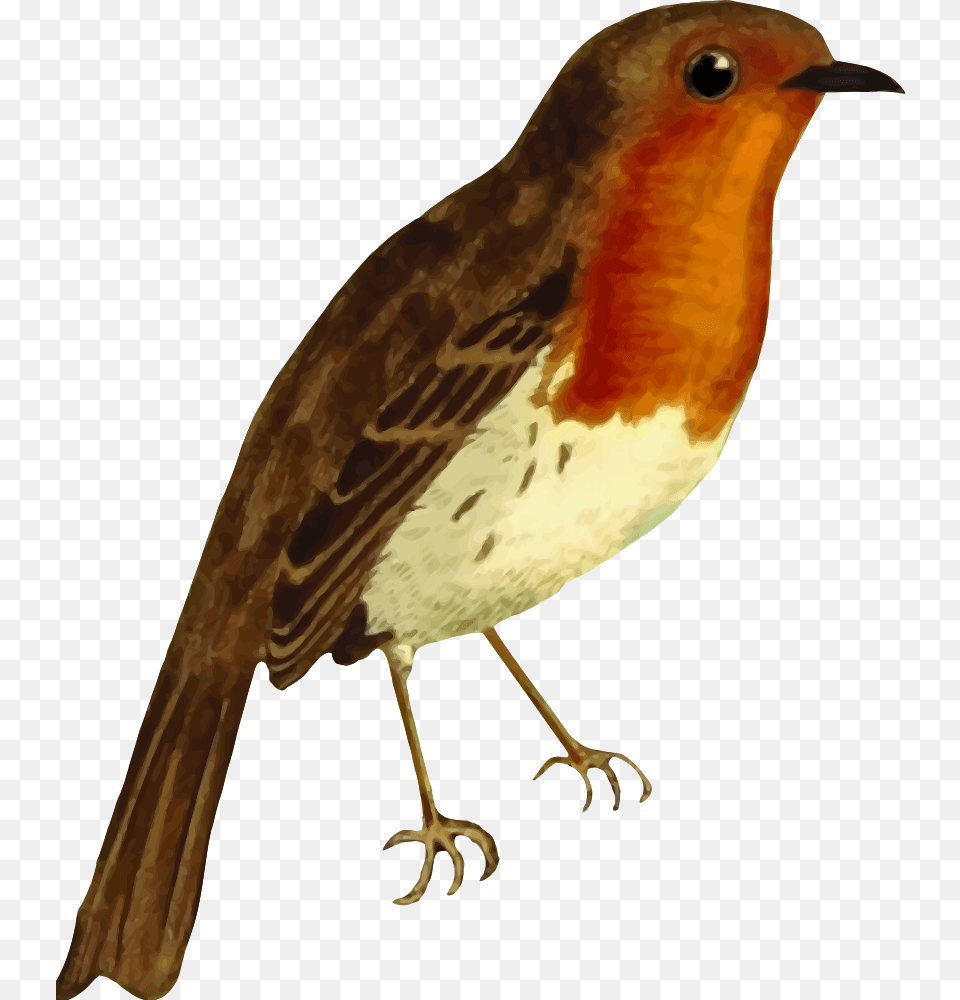 Transparent Robin Bird Robin Red Breast Clipart, Animal Free Png