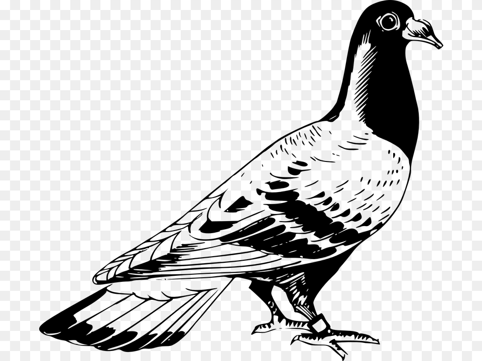 Transparent Rock Clipart Black And White Pigeon Clipart Black And White, Gray Png