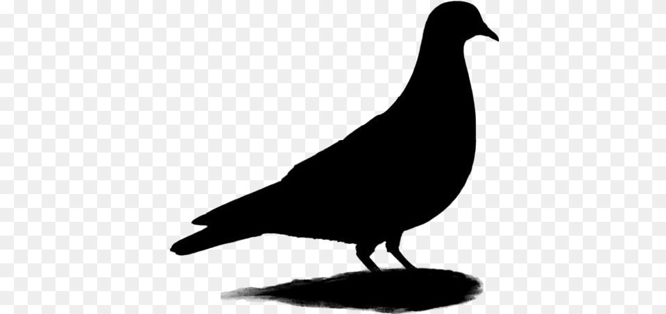 Transparent Rock Pigeon Clipart Rock Pigeon Pigeons And Doves, Animal, Bird, Fish, Sea Life Png Image
