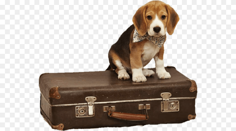 Rolling Suitcase Clipart Beagle Suitcase, Animal, Canine, Dog, Hound Free Transparent Png
