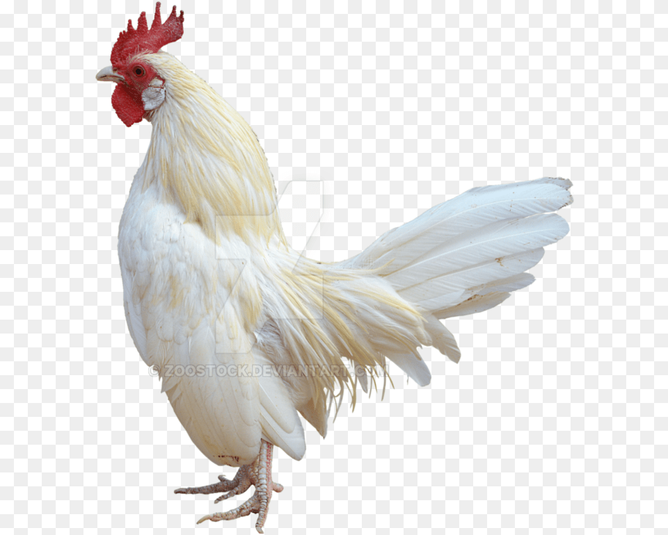 Transparent Rooster White White Rooster White Background, Animal, Bird, Chicken, Fowl Free Png Download
