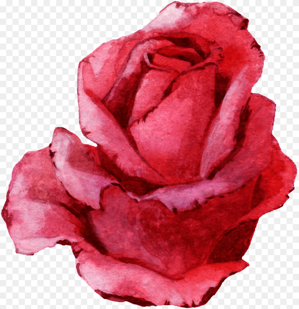 Transparent Rosa Roja Rose, Flower, Petal, Plant Png Image