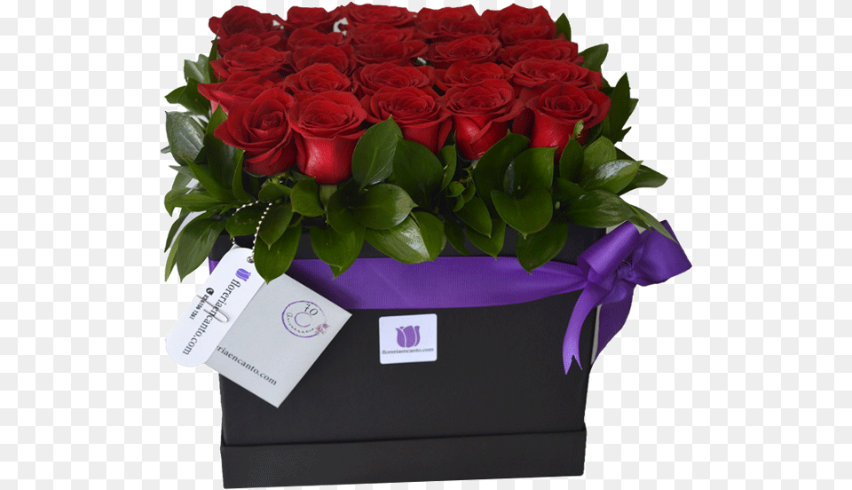 Transparent Rosas Garden Roses, Flower, Flower Arrangement, Flower Bouquet, Plant Free Png