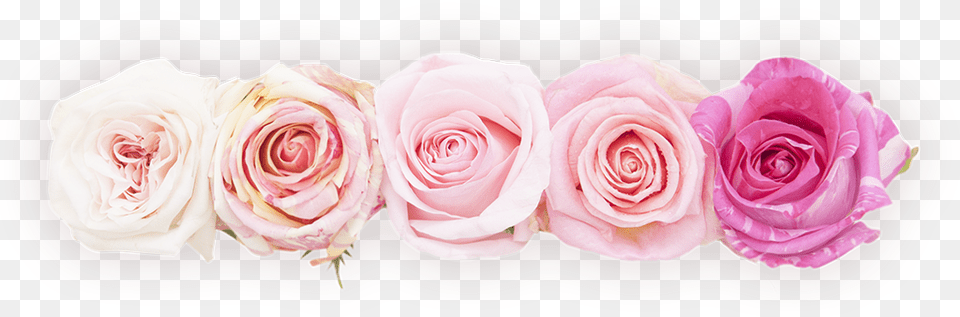 Transparent Rosas Linea De Flores, Flower, Plant, Rose, Flower Arrangement Png