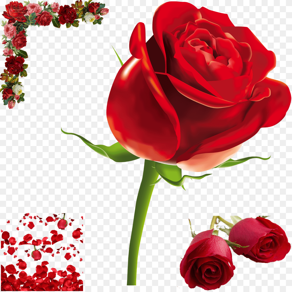 Transparent Rose, Flower, Plant, Petal, Flower Arrangement Free Png