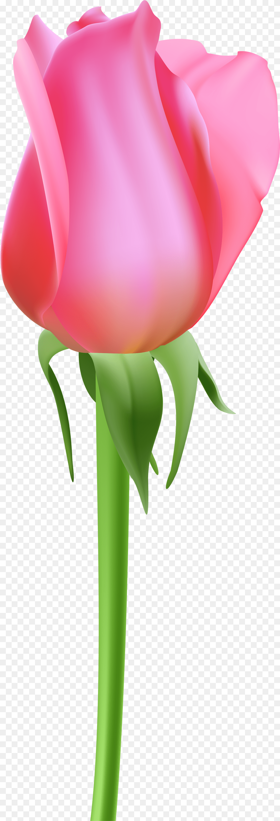 Rose Bud Tulip, Flower, Plant, Petal Free Transparent Png