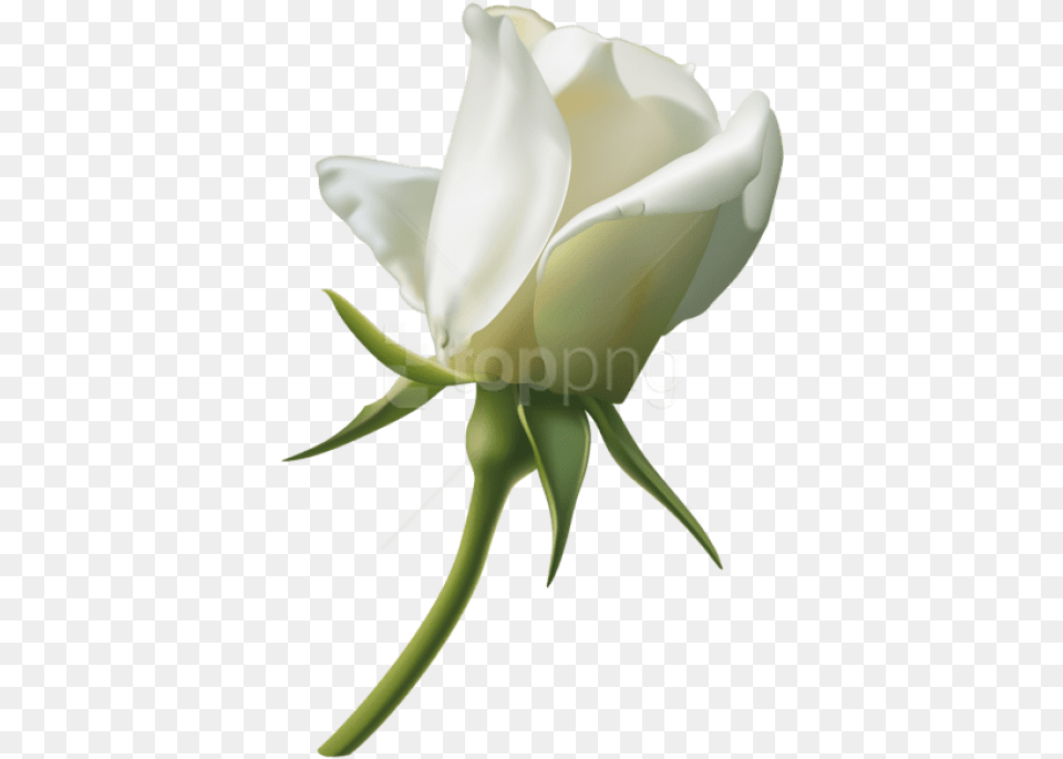 Transparent Rose Bud White Rose Bud, Flower, Plant, Petal Free Png