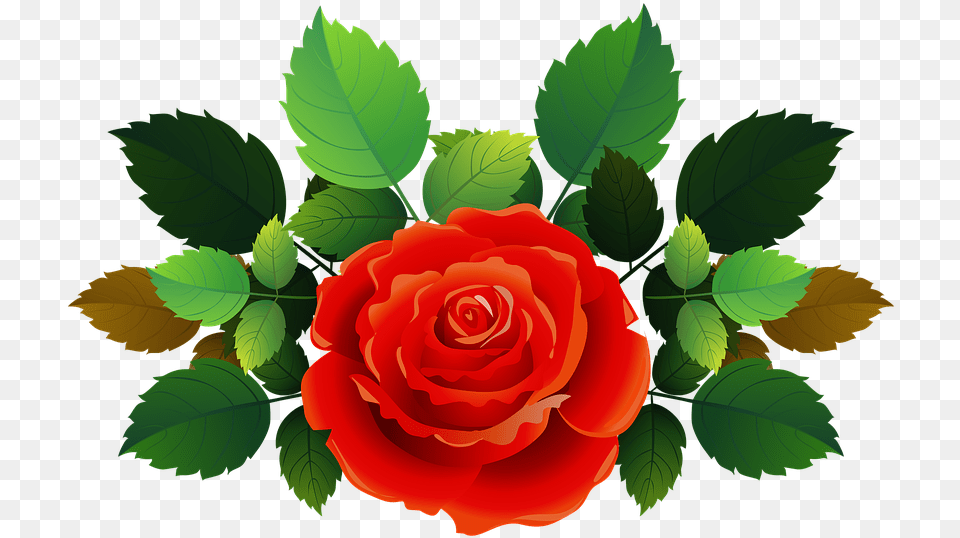 Rose Bush Rose, Flower, Plant, Leaf Free Transparent Png