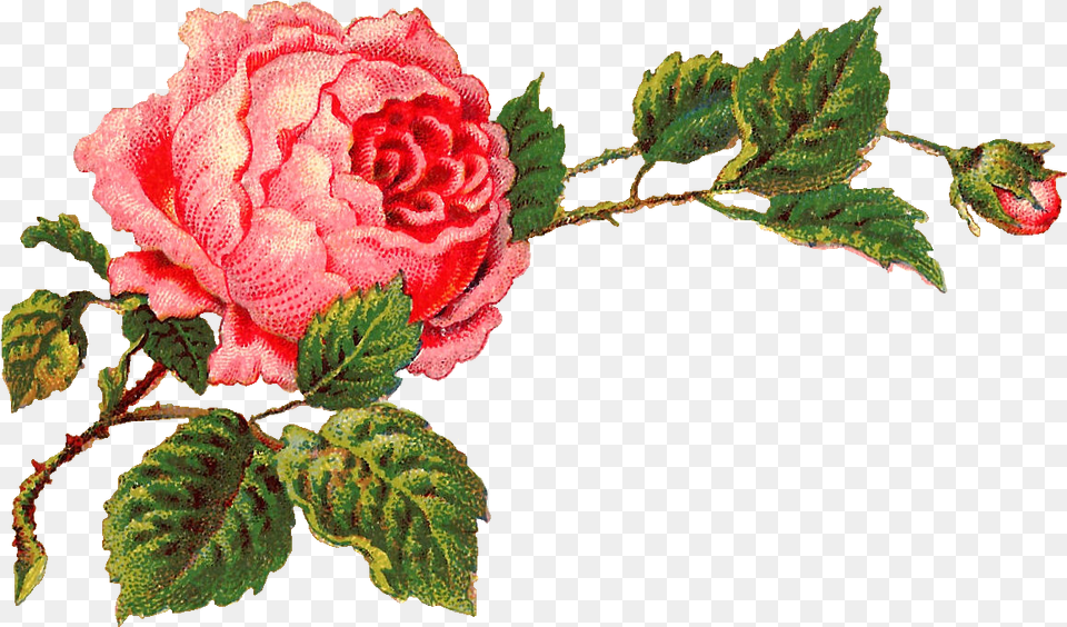 Transparent Rose Clip Art, Flower, Leaf, Plant, Petal Free Png Download