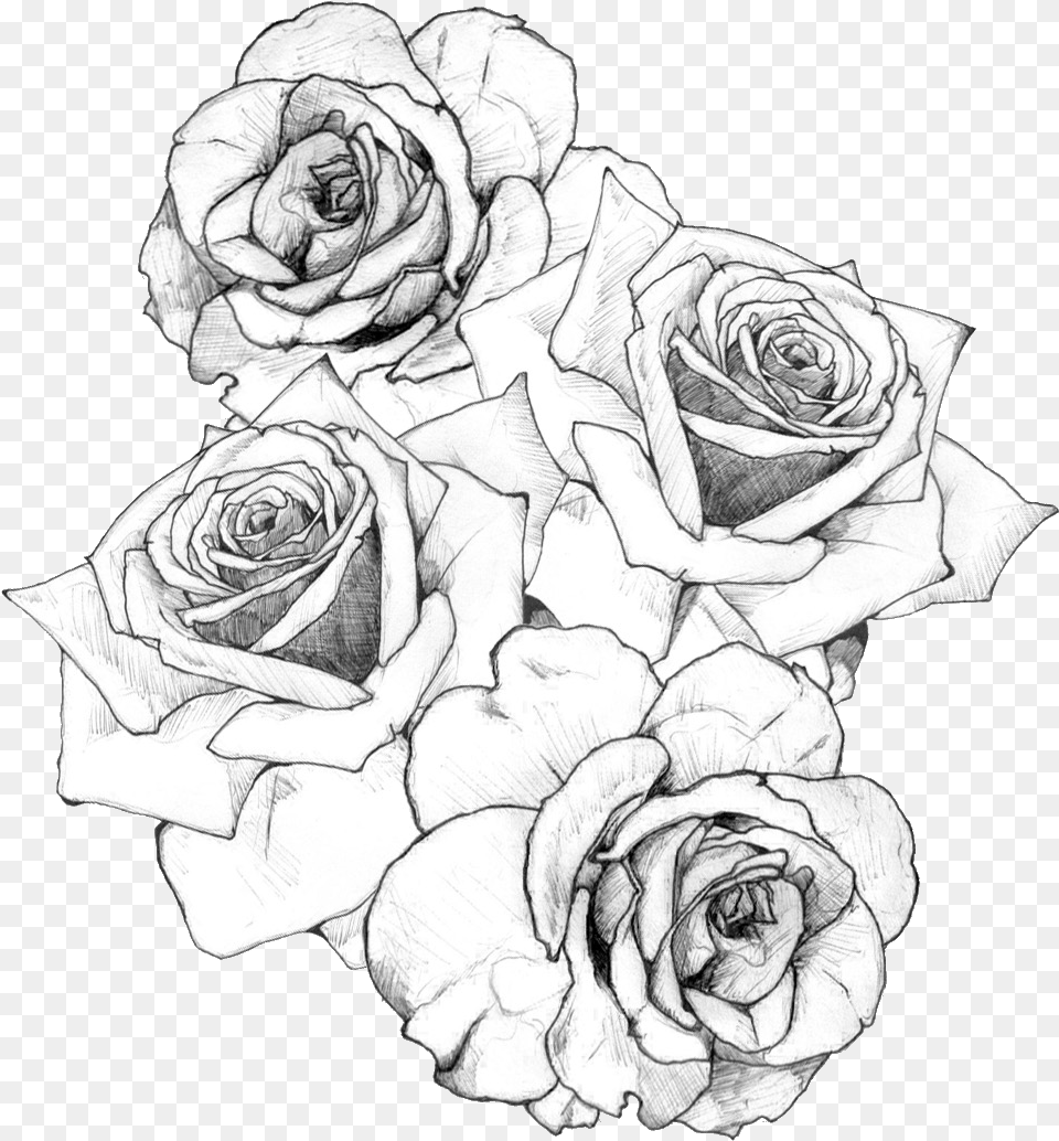 Transparent Rose Drawing Bouquet Of Roses Drawing, Art, Flower, Plant Free Png
