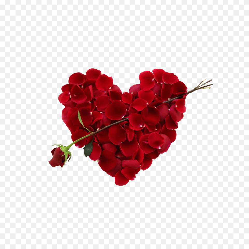 Transparent Rose Heart Picture Free Download Searchpngcom Romantic Happy Rose Day, Flower, Plant, Geranium Png Image