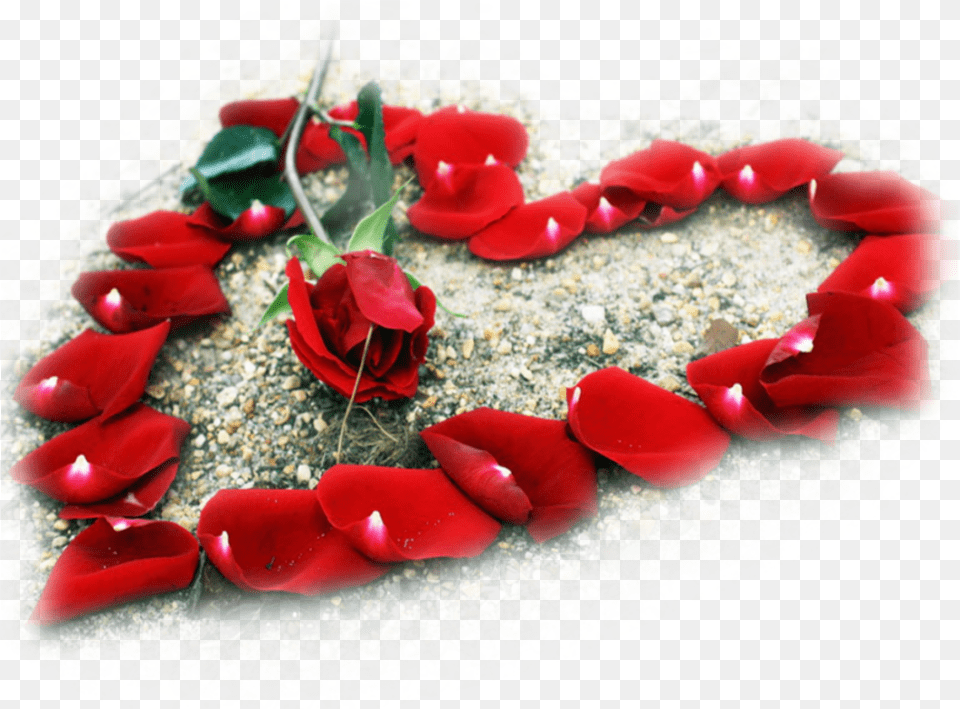 Transparent Rose Heart Red Rose My Love, Flower, Petal, Plant Png Image
