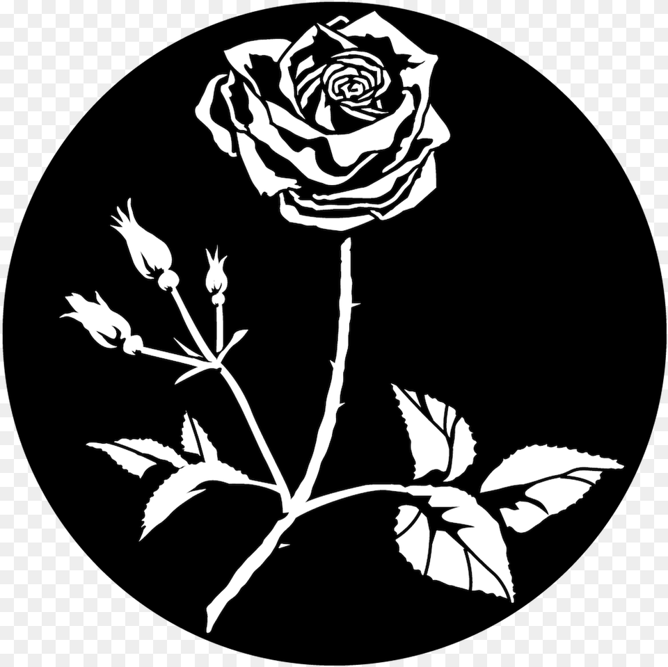 Transparent Rose Leaf Stage Lighting, Flower, Plant, Stencil, Art Png Image