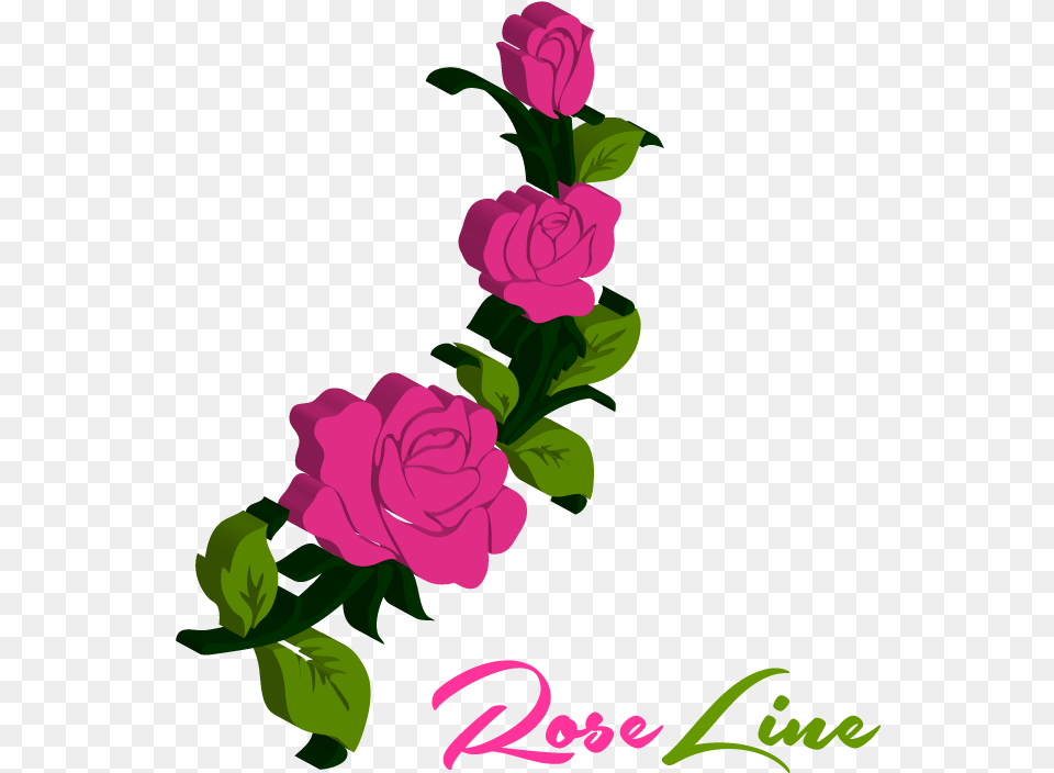 Transparent Rose Pedals Hybrid Tea Rose, Art, Floral Design, Flower, Graphics Png Image