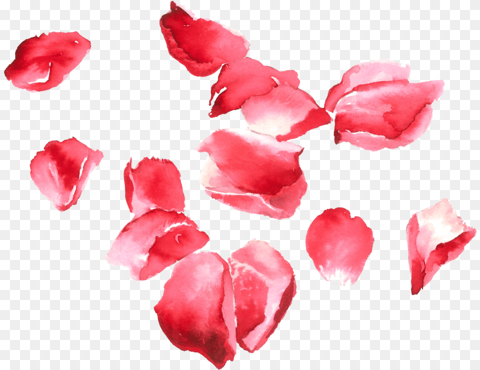 Rose Petals Portable Network Graphics, Flower, Petal, Plant Free Transparent Png