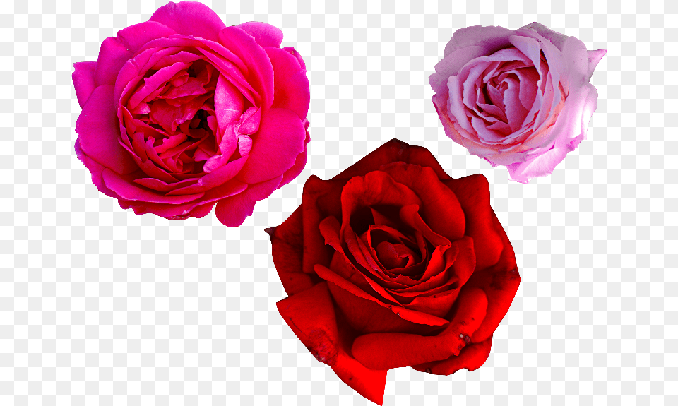 Transparent Rose Rosa Real, Flower, Plant, Petal Png Image