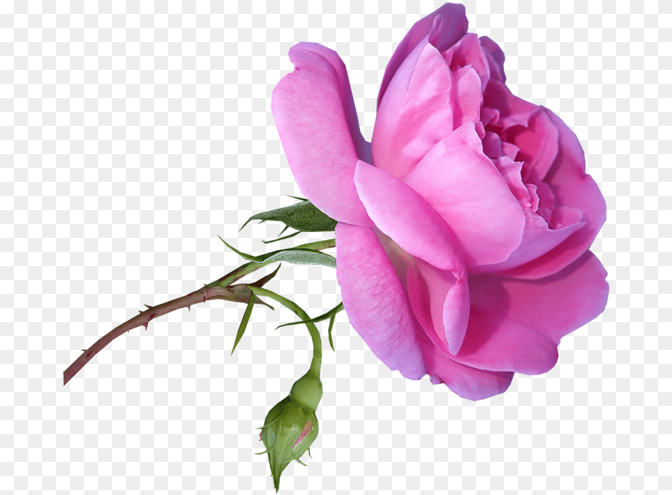 Rose Stem Garden Roses, Flower, Geranium, Plant, Petal Free Transparent Png