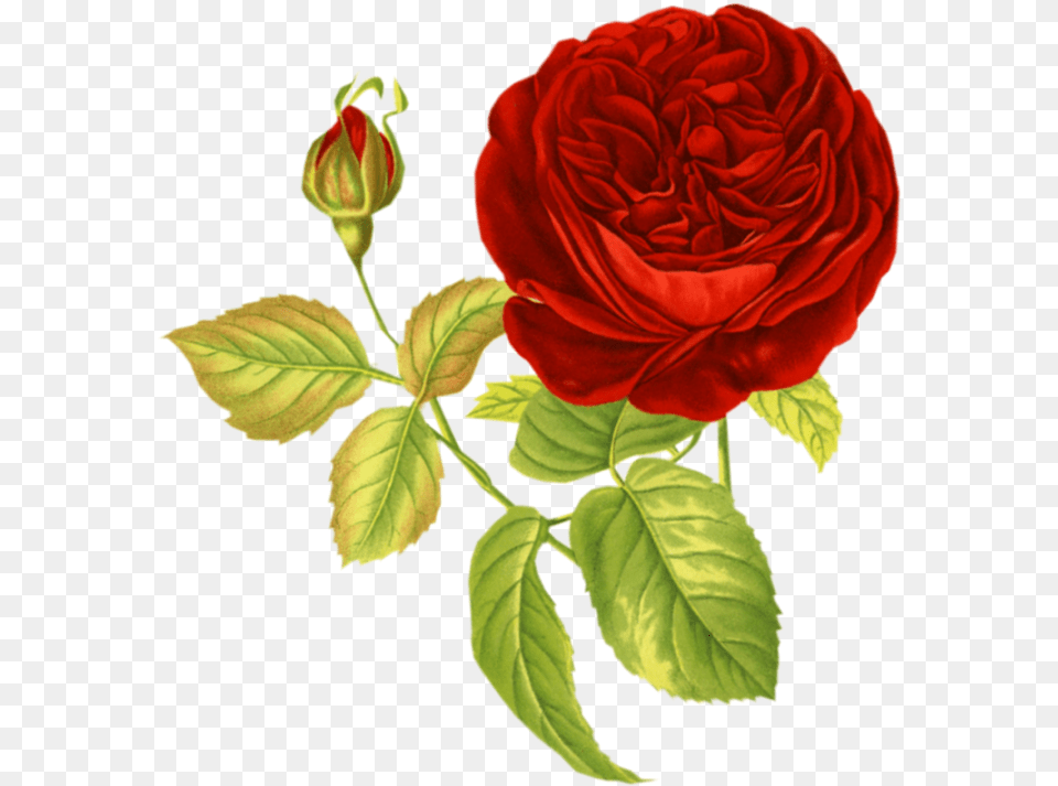 Transparent Rose Vintage Flowers For Collage, Flower, Plant Png