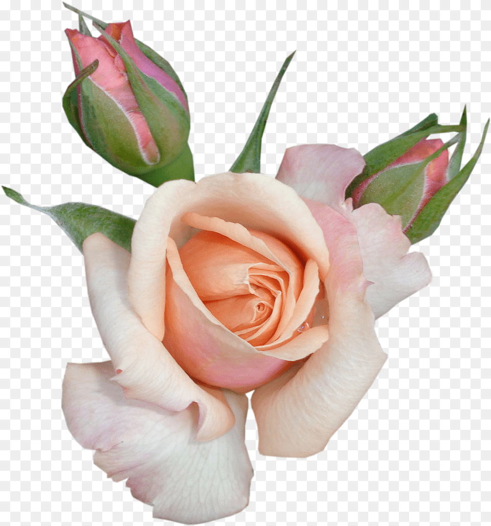 Transparent Rose With Buds Background Beautiful Flower Transparent Background, Plant, Petal Png