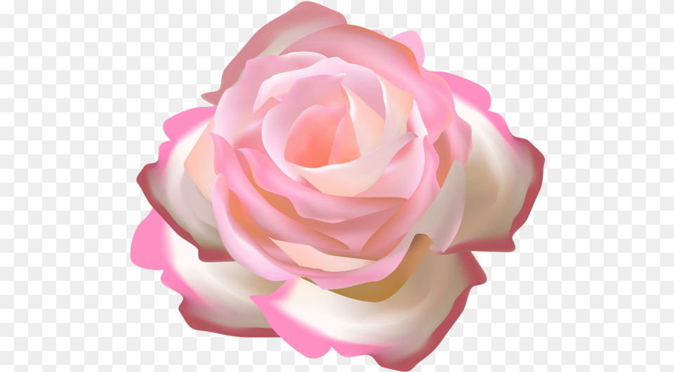 Transparent Rosebush Rosas Color Rosa, Flower, Petal, Plant, Rose Free Png