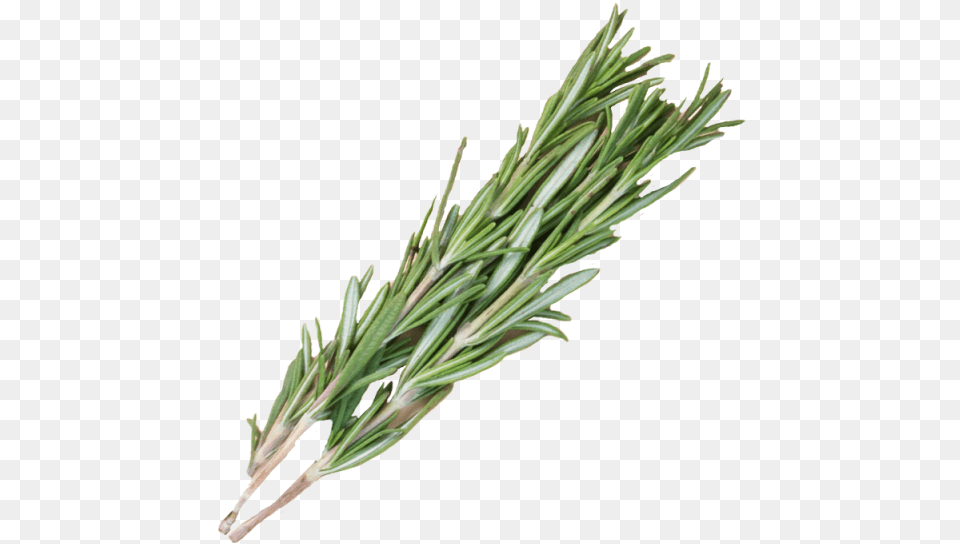 Rosemary, Grass, Herbal, Herbs, Plant Free Transparent Png
