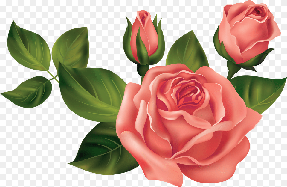 Transparent Roses Clipart Picture Transparent Images Of Roses Png