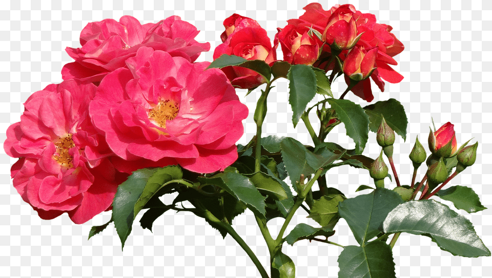 Transparent Roses Images Rose, Flower, Geranium, Plant, Flower Arrangement Png