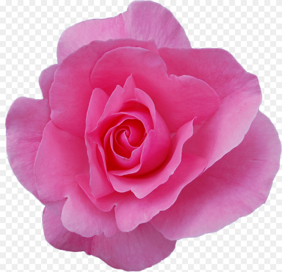 Transparent Roses Transparent Damask Rose, Flower, Petal, Plant Free Png