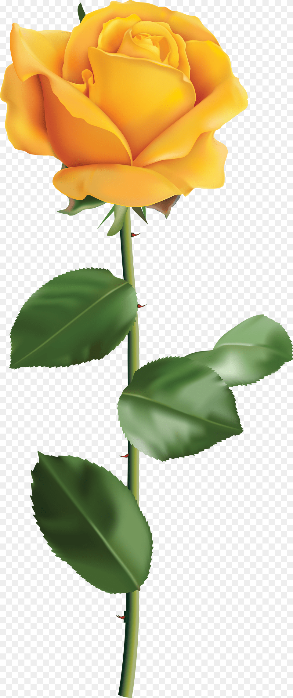 Transparent Roses Transparent Yellow Rose No Background Free Png Download