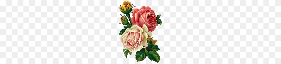 Roses Tumblr, Art, Floral Design, Flower, Graphics Free Transparent Png