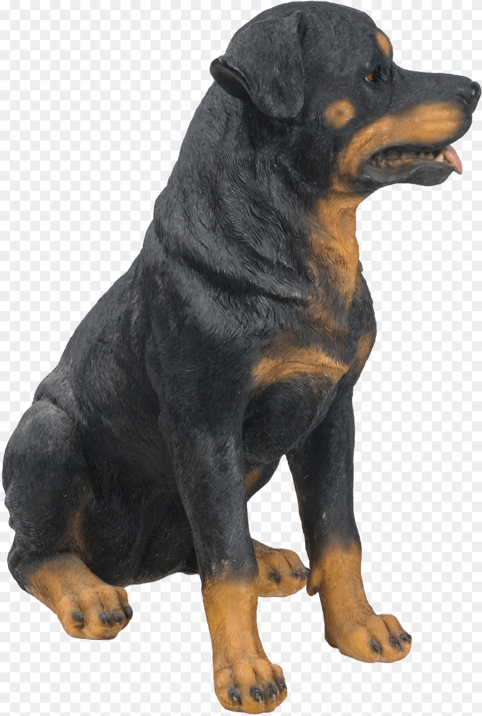 Transparent Rottweiler Companion Dog, Animal, Canine, Mammal, Pet Png Image