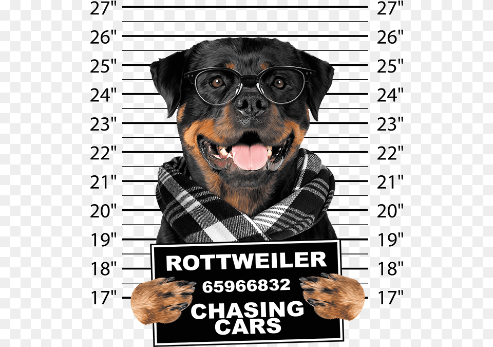 Transparent Rottweiler Hoodie, Adult, Male, Man, Person Png Image