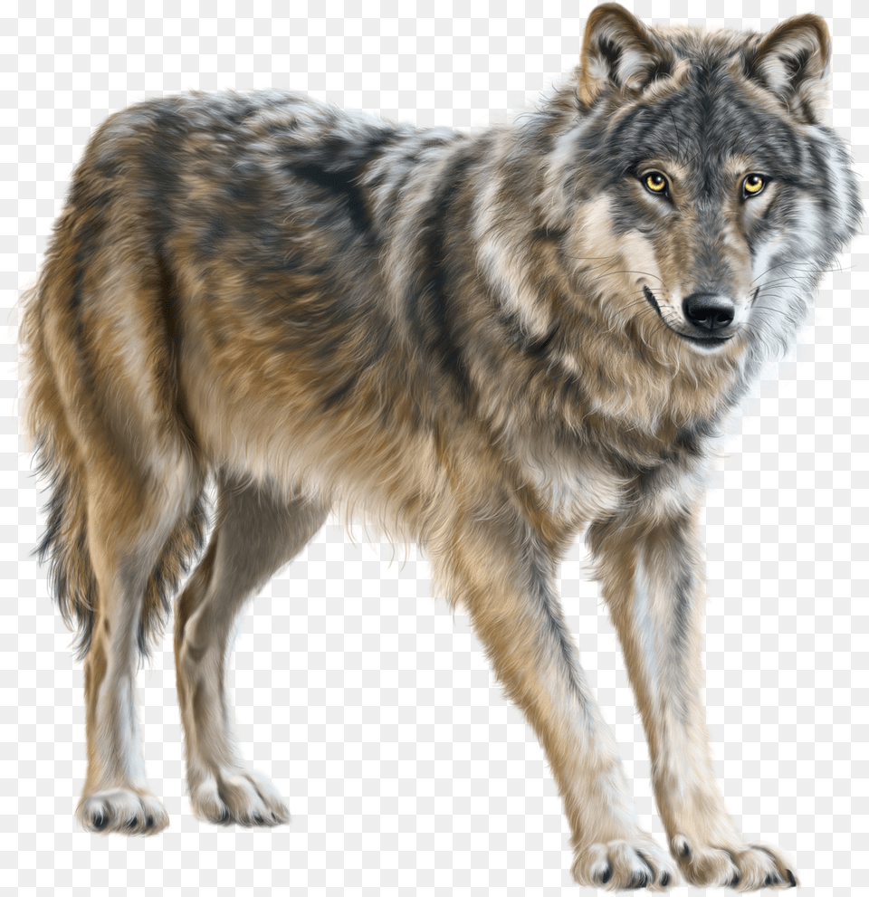 Transparent Running Wolf Clipart Wolf Transparent Background, Animal, Mammal, Canine, Dog Png Image