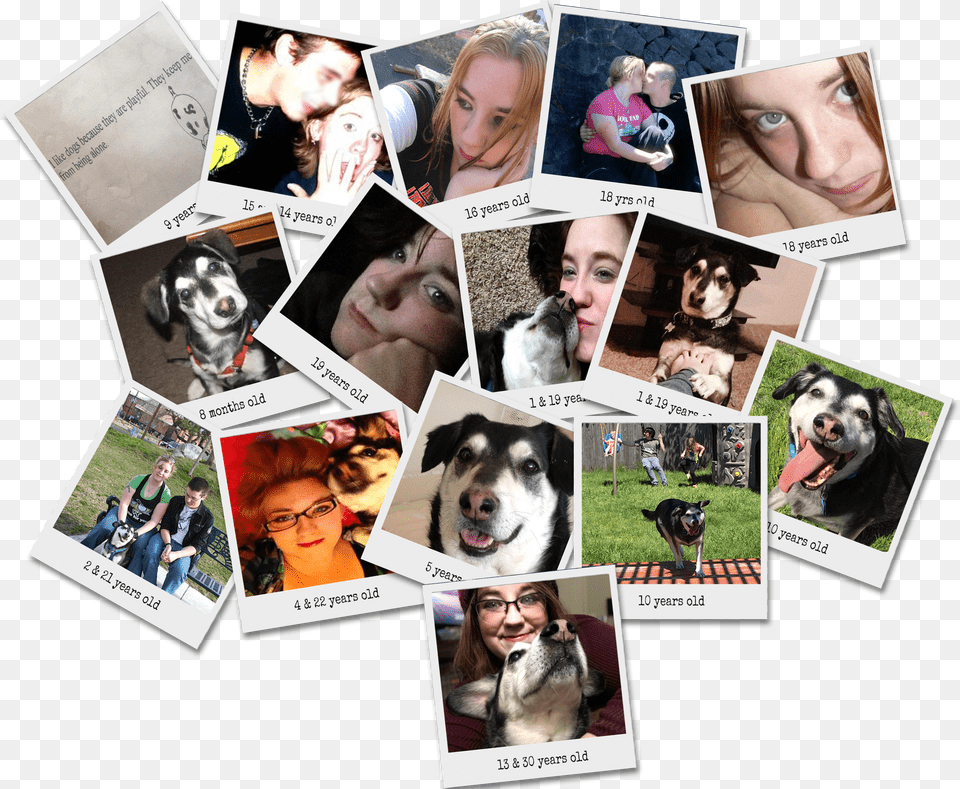 Transparent Sad Puppy Collage Png