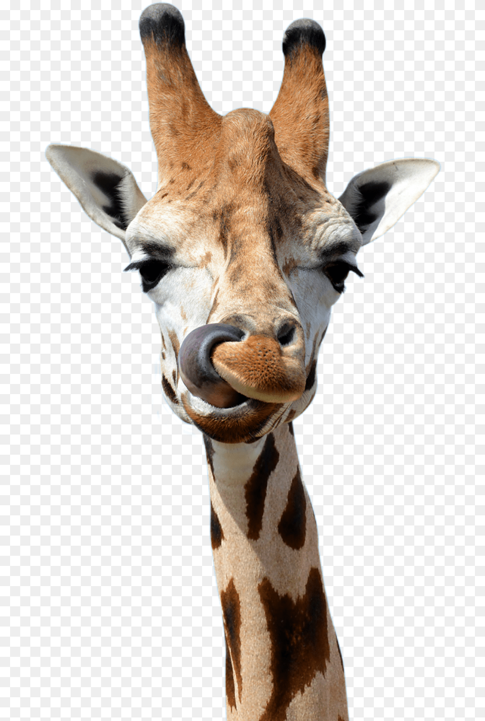 Transparent Safari Animals Giraffe Bbc, Animal, Mammal, Wildlife Png