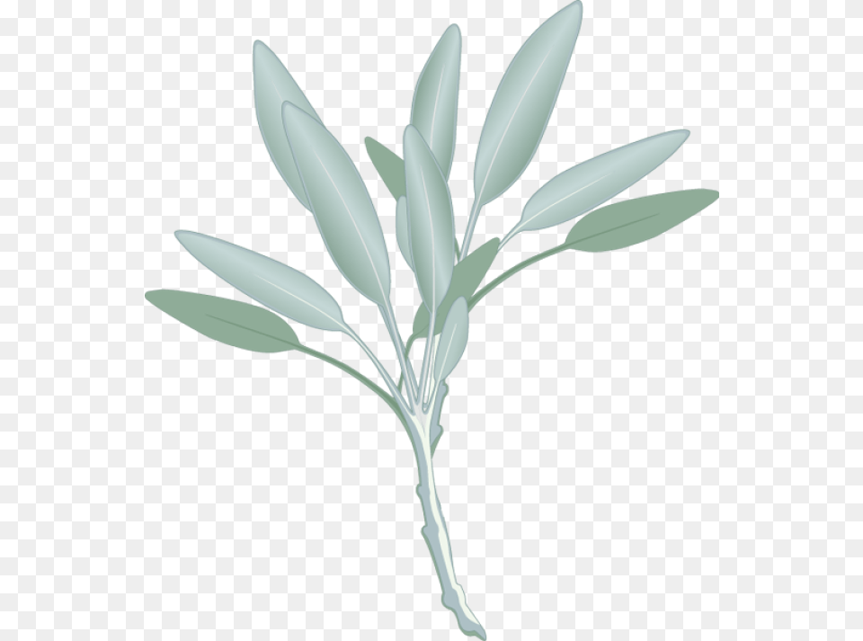 Transparent Sage Sage Leaf Clip Art, Herbal, Herbs, Plant, Vegetation Png Image