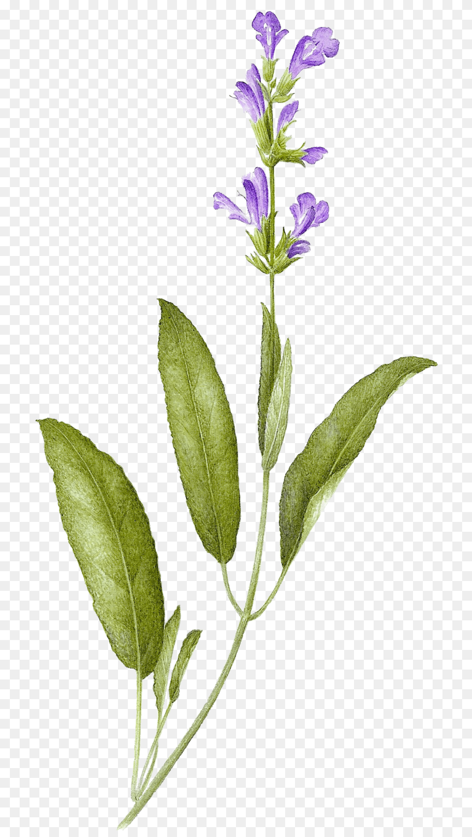 Transparent Sage Sage Tattoo Design, Acanthaceae, Flower, Leaf, Plant Free Png