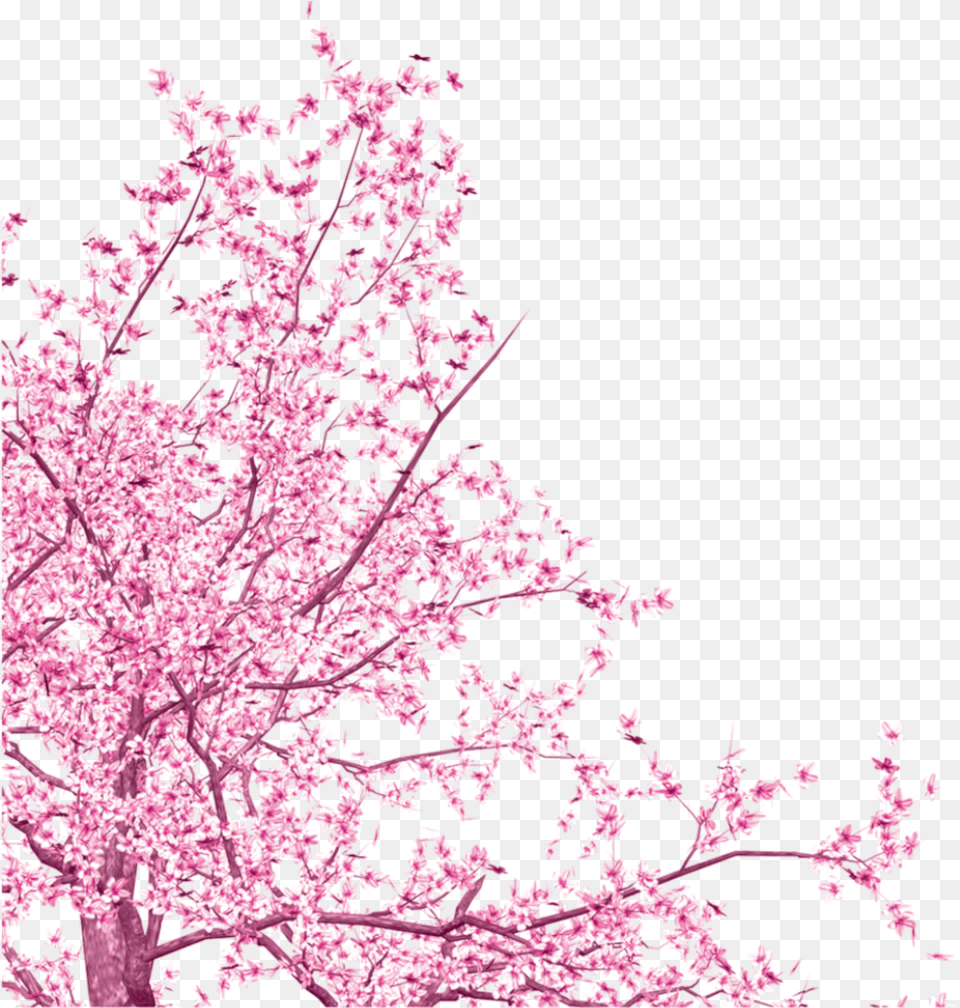 Transparent Sakura Tree Transparent Cherry Blossom Vector, Cherry Blossom, Flower, Plant Free Png Download