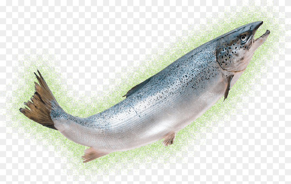 Transparent Salmon Clipart Aquadvantage Salmon, Animal, Coho, Fish, Sea Life Free Png