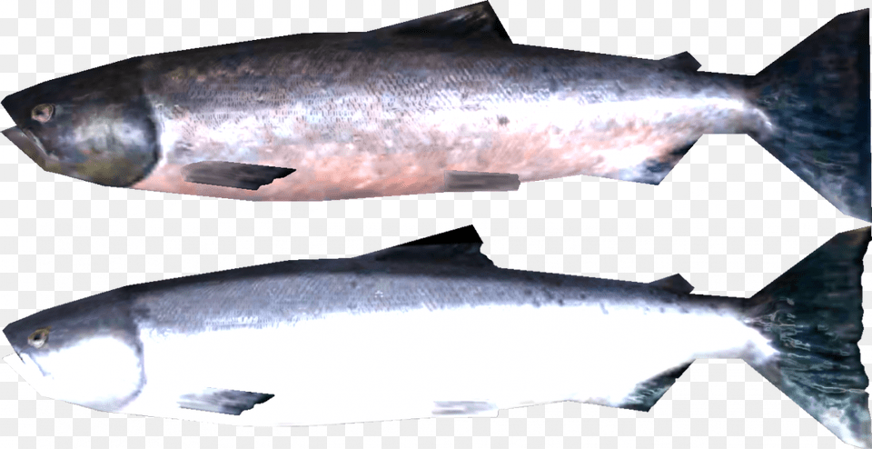 Transparent Salmon Skyrim Salmon, Animal, Coho, Fish, Sea Life Png