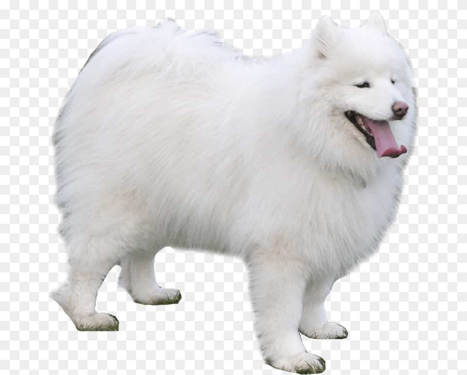 Transparent Samoyed Japanese Spitz, Animal, Canine, Dog, Mammal Free Png