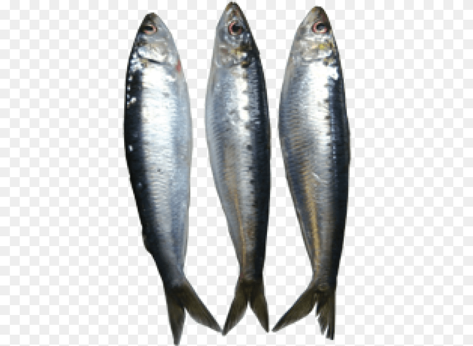 Transparent Sardine Clipart Sardines, Animal, Fish, Herring, Sea Life Png Image