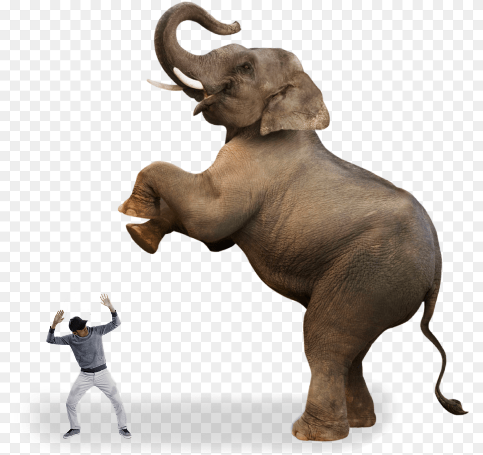 Scared Man Clipart Scared Man, Person, Animal, Elephant, Mammal Free Transparent Png