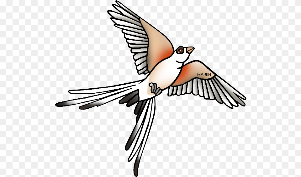 Transparent Scissor Clipart Scissor Tailed Flycatcher Clipart, Animal, Bird, Flying, Swallow Png Image