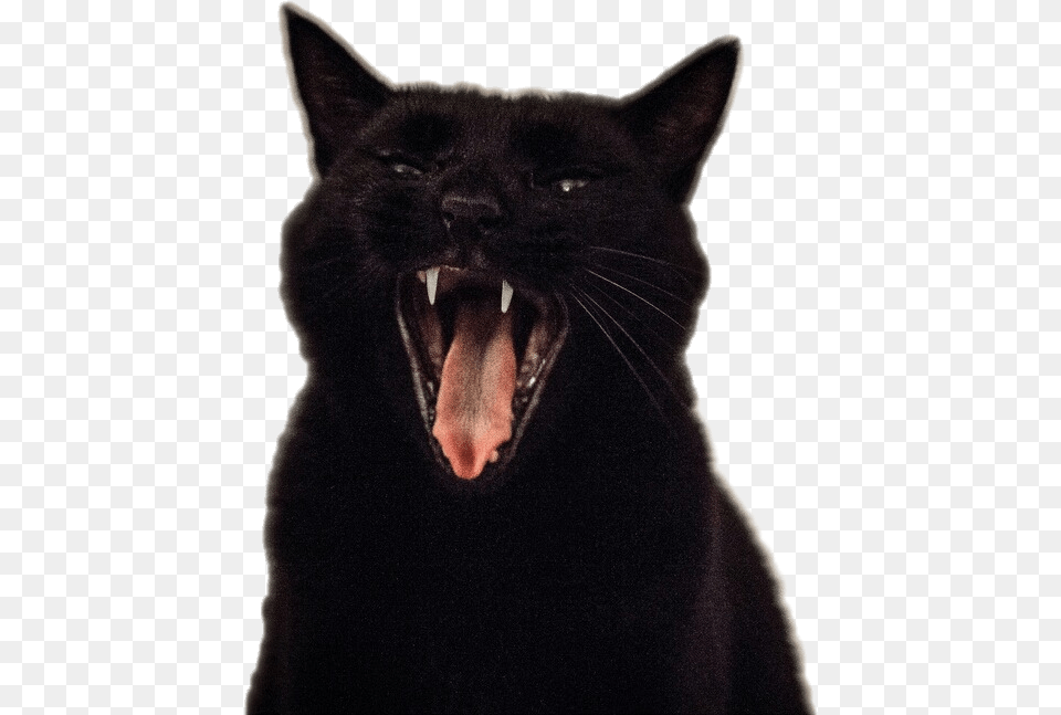 Transparent Screaming Cat Cat Yawning Transparent, Animal, Mammal, Pet, Black Cat Free Png Download