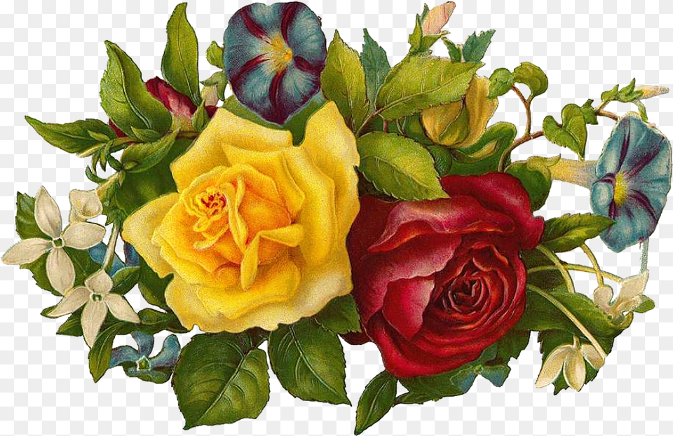 Transparent Scroll Rose, Flower, Flower Arrangement, Flower Bouquet, Plant Free Png