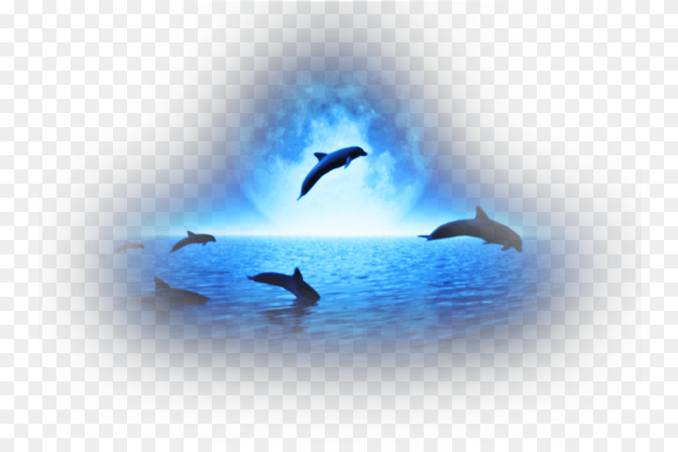 Transparent Sea Animals Dolphins, Animal, Dolphin, Mammal, Sea Life Png