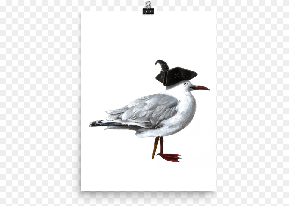 Transparent Sea Gull Duck, Animal, Beak, Bird, Flying Png