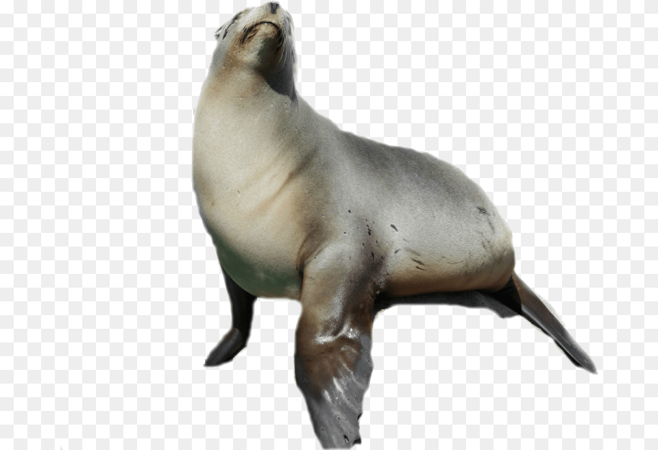 Sea Lion, Animal, Mammal, Sea Life, Sea Lion Free Transparent Png